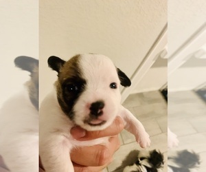ShiChi Dogs for adoption in MODESTO, CA, USA