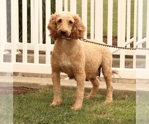 Mother of the Goldendoodle puppies born on 04/15/2025