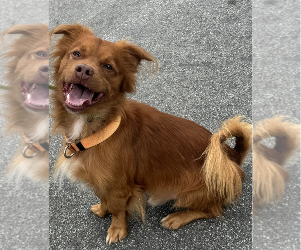 Medium Photo #4 Mutt Puppy For Sale in Newport Beach, CA, USA