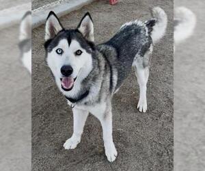 Siberian Husky Dogs for adoption in Bakersfield, CA, USA