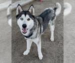 Small Siberian Husky