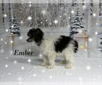 Small #19 Poodle (Toy)