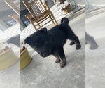Small Photo #10 German Shepherd Dog Puppy For Sale in ALMA, GA, USA