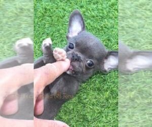 Chihuahua Puppy for sale in ELK GROVE, CA, USA