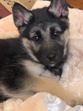 Medium Photo #12 German Shepherd Dog-Siberian Husky Mix Puppy For Sale in HARRISON, AR, USA
