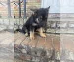 Small Photo #9 German Shepherd Dog Puppy For Sale in PENSACOLA, FL, USA