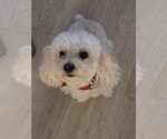 Small #3 Maltese Mix