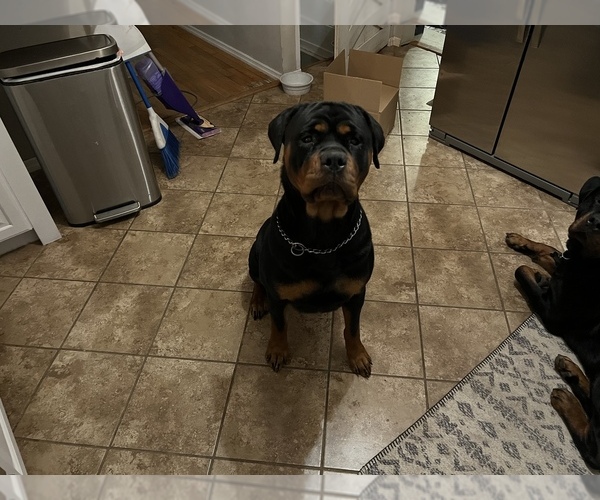 Medium Photo #1 Rottweiler Puppy For Sale in PEVELY, MO, USA