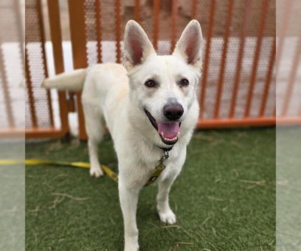 Medium Photo #3 Gerberian Shepsky Puppy For Sale in Las Vegas, NV, USA