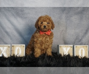 Poodle (Toy) Dog for Adoption in WARSAW, Indiana USA