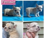Puppy Miss Coco French Bulldog