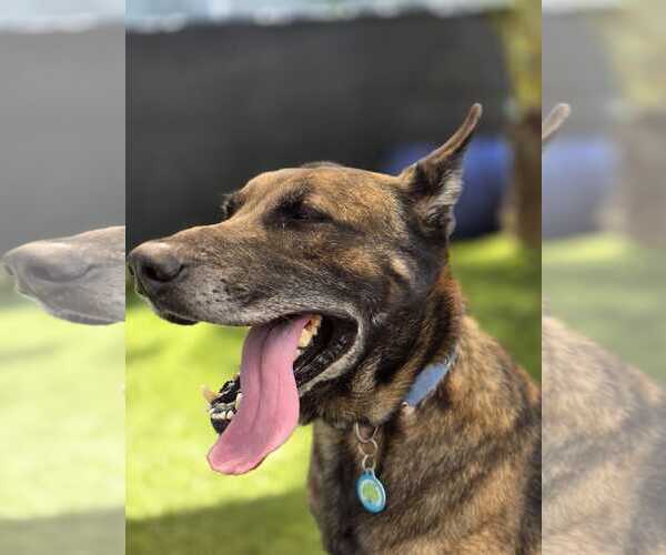 Medium Photo #2 German Shepherd Dog-Unknown Mix Puppy For Sale in Plantation, FL, USA