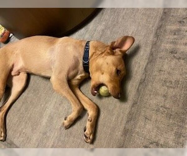 Medium Photo #12 Labrador Retriever-Unknown Mix Puppy For Sale in Fort Worth, TX, USA