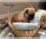 Puppy Pink Collar Pomeranian