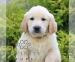Small Golden Retriever