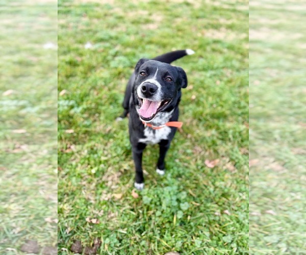 Medium Photo #1 Mutt Puppy For Sale in Westwood, NJ, USA