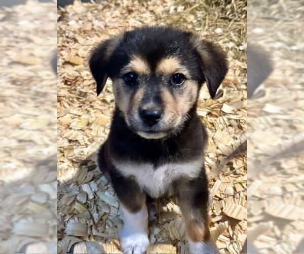 Medium Photo #3 Labrador Retriever-Unknown Mix Puppy For Sale in Oak Bluffs, MA, USA