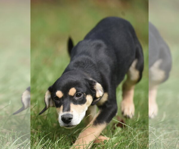Medium Photo #1 Australian Shepherd-Unknown Mix Puppy For Sale in Mechanicsburg, PA, USA