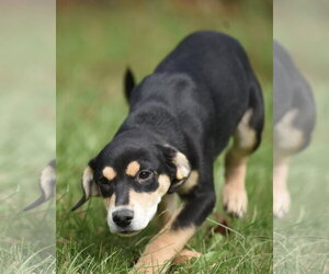 Australian Shepherd-Unknown Mix Dogs for adoption in Mechanicsburg, PA, USA