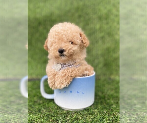 Medium Photo #1 Poodle (Toy) Puppy For Sale in BEVERLY HILLS, CA, USA