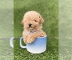 Small Poodle (Toy)