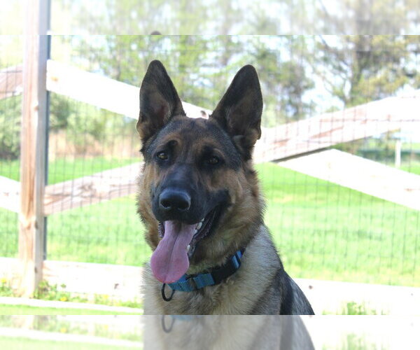 Medium Photo #3 German Shepherd Dog Puppy For Sale in Chestertown, MD, USA
