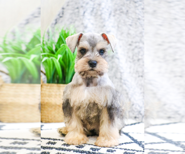 Medium Photo #21 Schnauzer (Miniature) Puppy For Sale in SYRACUSE, IN, USA