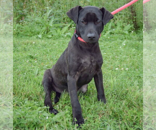 Medium Photo #3 Boxer-Unknown Mix Puppy For Sale in Huntley, IL, USA