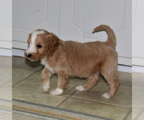Medium Photo #3 Goldendoodle-Poodle (Miniature) Mix Puppy For Sale in KINZERS, PA, USA