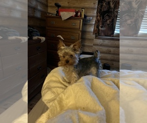 Yorkshire Terrier Puppy for sale in FULTON, NY, USA