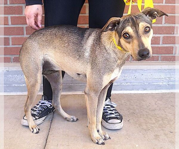 Medium Photo #5 Mutt Puppy For Sale in Carrollton, TX, USA