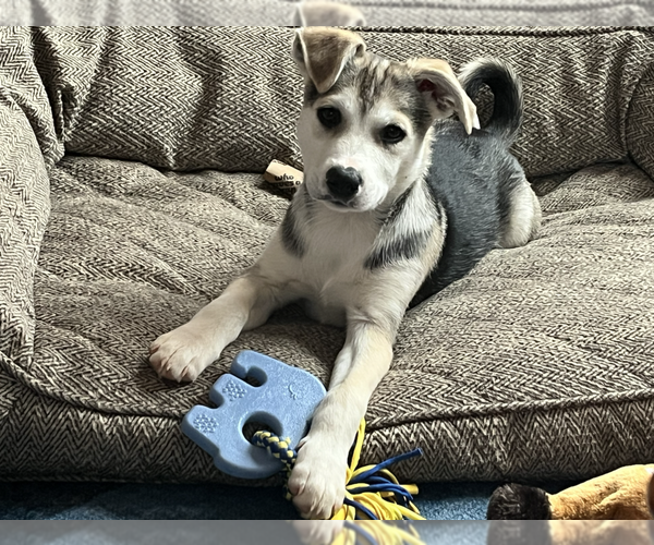 Medium Photo #2 Mutt Puppy For Sale in Candler, NC, USA