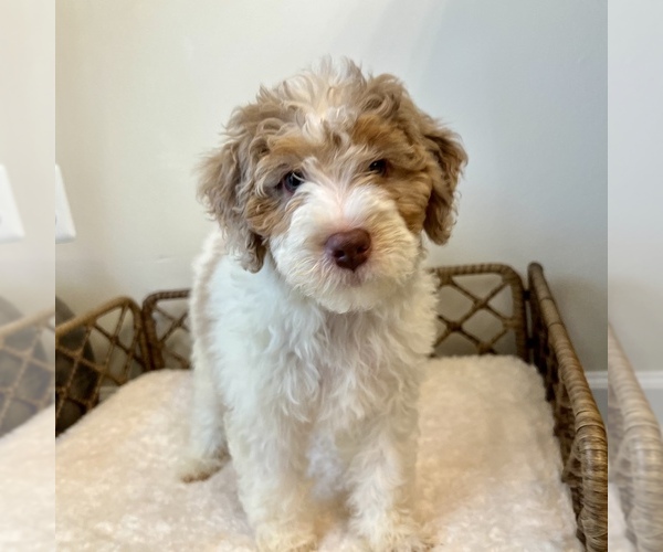 Medium Photo #5 Australian Mountain Dog Puppy For Sale in CULPEPER, VA, USA