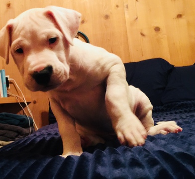 Medium Photo #1 Dogo Argentino Puppy For Sale in COTOPAXI, CO, USA