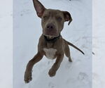 Small #2 Mutt