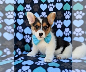 Medium Pembroke Welsh Corgi