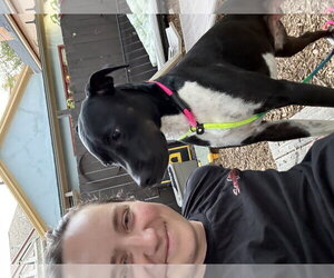 Rhamona - Female Labrador Retriever-Unknown Mix Dog for Adoption - Photo #3