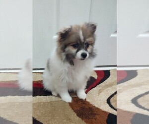 Pomeranian Puppy for Sale in CITRONELLE, Alabama USA