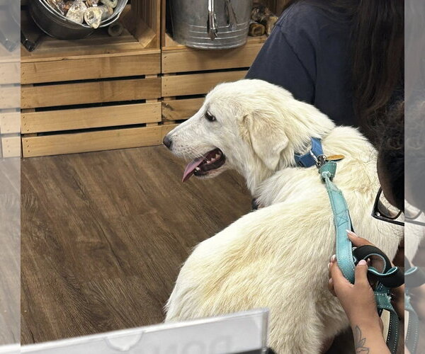 Medium Photo #5 Great Pyrenees Puppy For Sale in Dallas, TX, USA