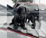 Small Photo #12 Cane Corso Puppy For Sale in SAINT JOSEPH, MO, USA