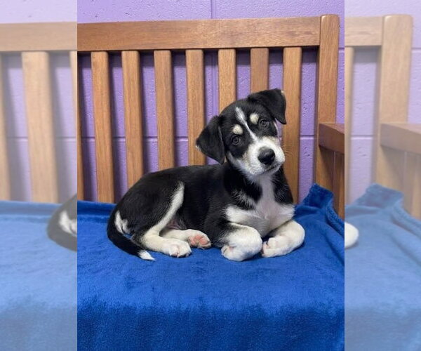 Medium Photo #2 Siberian Husky-Unknown Mix Puppy For Sale in Genesee, WI, USA