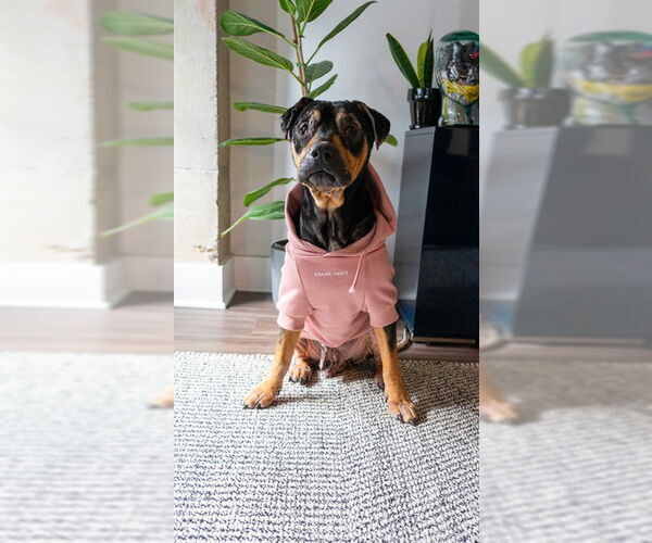 Medium Photo #2 Rottweiler Puppy For Sale in Forestville, MD, USA