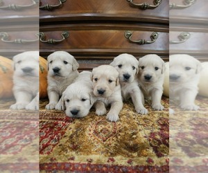 Golden Retriever Puppy for Sale in ELVERTA, California USA
