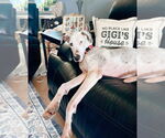 Small #5 Great Dane