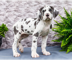 Puppy Keziah Great Dane