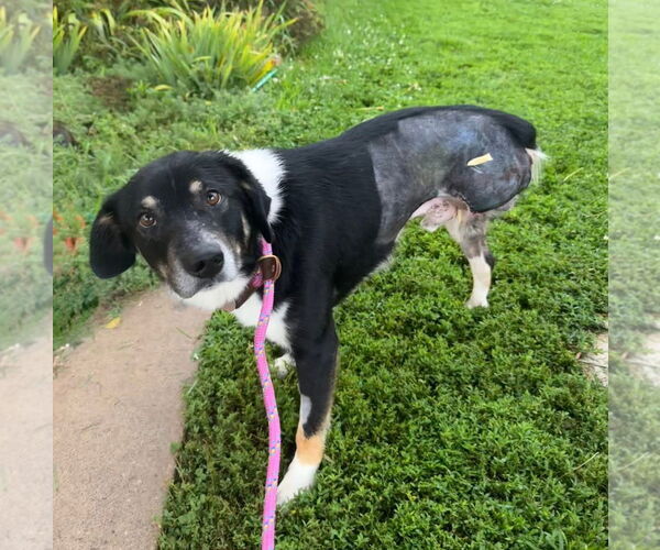 Medium Photo #2 Border-Aussie Puppy For Sale in Williamsburg, IA, USA