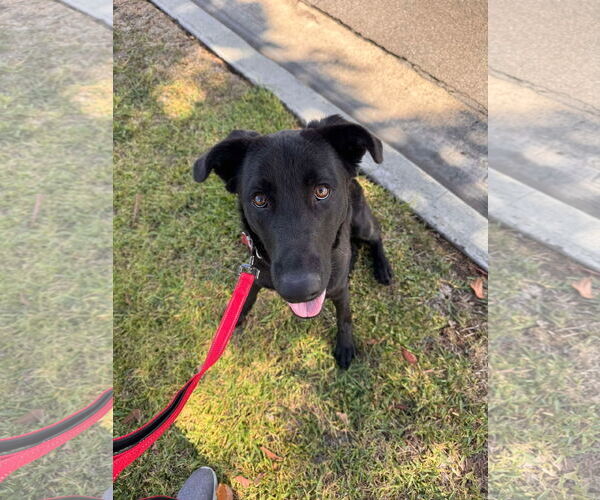 Medium Photo #4 Labrador Retriever-Unknown Mix Puppy For Sale in San Diego, CA, USA