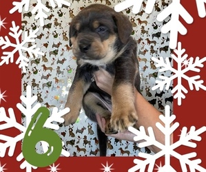 Cane Corso Puppy for sale in TAYLORSVILLE, KY, USA