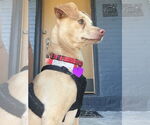 Small #3 Chihuahua Mix