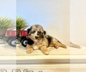 Aussiedoodle Puppy for sale in JADWIN, MO, USA